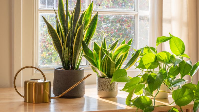10 Easy Houseplants That Don’t Need Sunlight