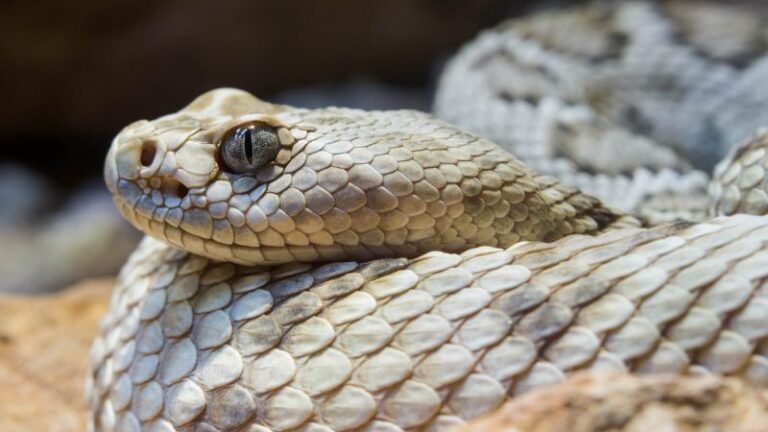 10 Largest Rattlesnake Species In The World