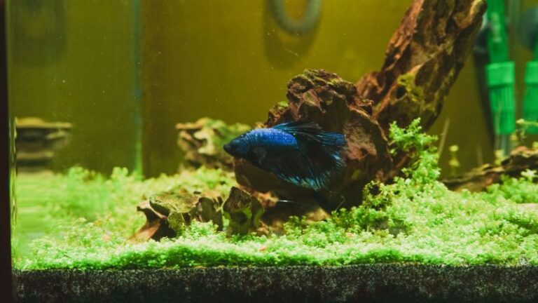 10 Perfect Tank Mates for Your Betta