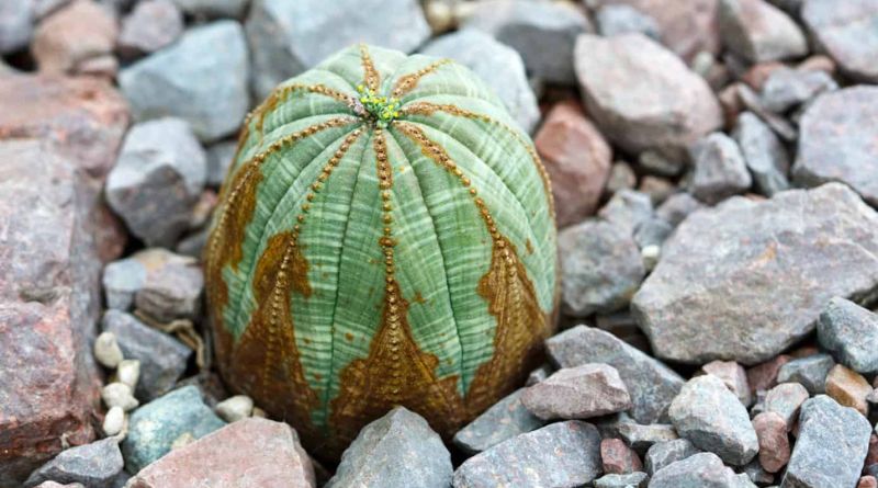 10 Rarest Succulents in the World