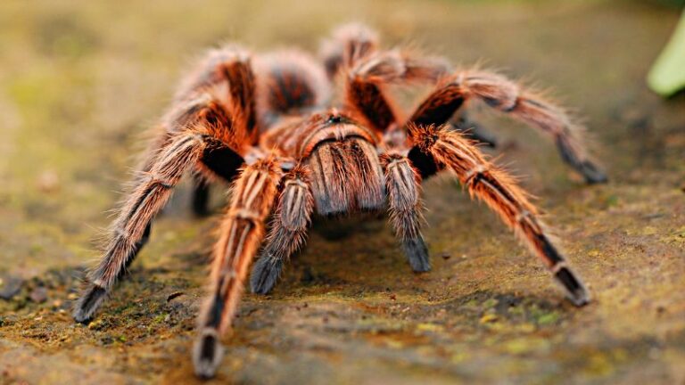 11 States with a High Presence of Tarantulas