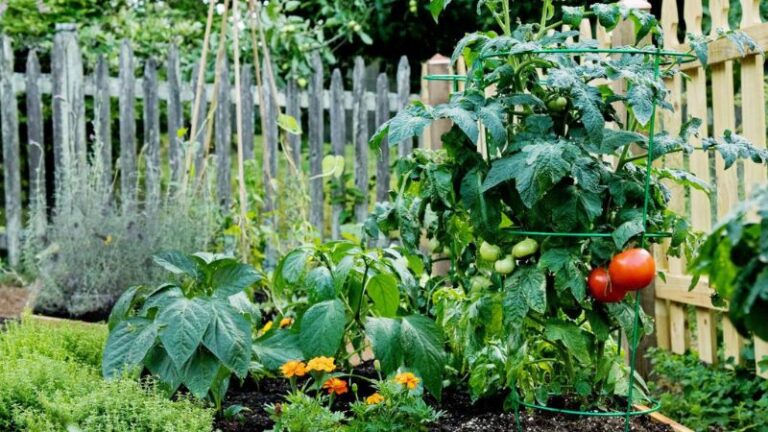 7 Companion Plants You Should Never Grow With Tomatoes