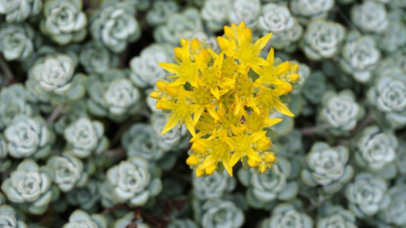 7 Flowering Succulents to Grow for Their Stunning Blooms