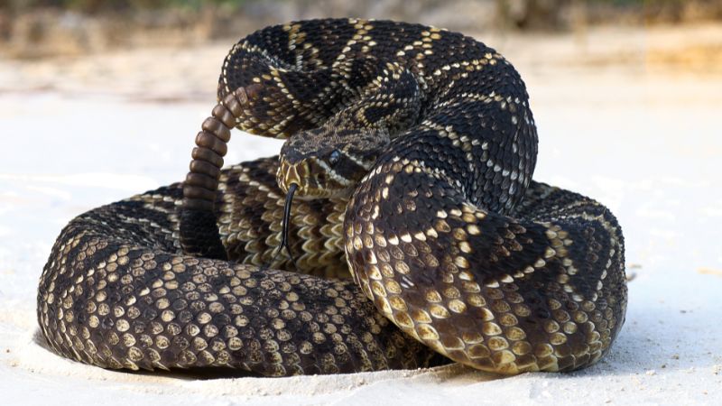 7 States That Are Hotspots For Rattlesnakes