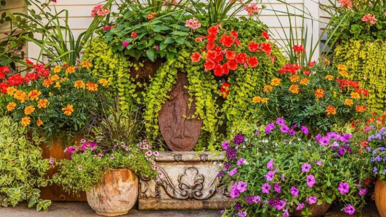 8 Full Sun Annuals for Patios and Window Boxes