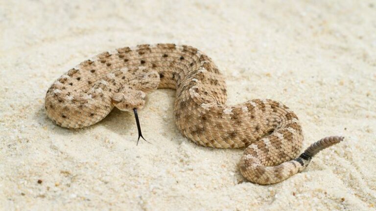 8 Largest Rattlesnake Species In The World