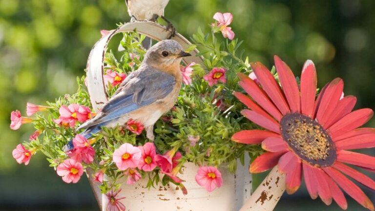 8 Plants That Attract Beautiful Bluebirds to Your Yard