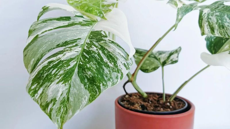 8 Rarest Houseplants in the World