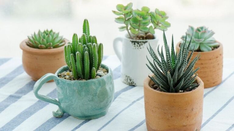 8 Succulents That Will Thrive Indoors All Year Round