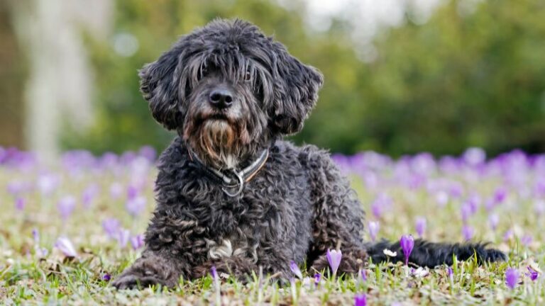 9 Cutest Poodle Mixes You Will Ever See: Poodle Mix Breeds