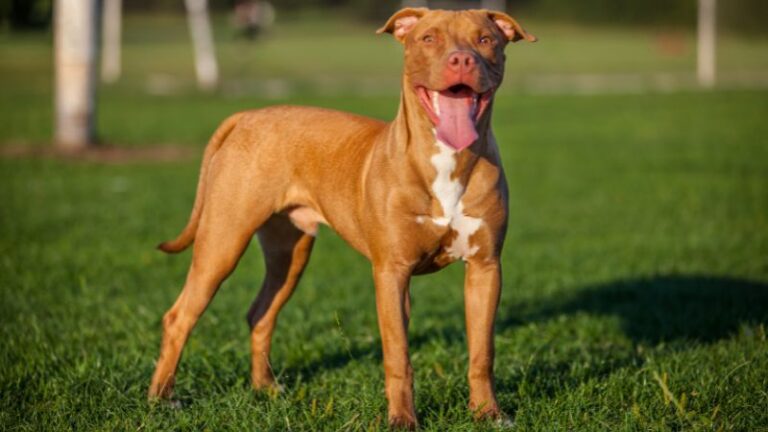 9 Dog Breeds Most Similar to Pit Bulls