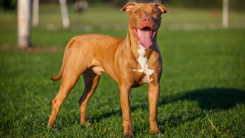 9 Dog Breeds Most Similar to Pit Bulls