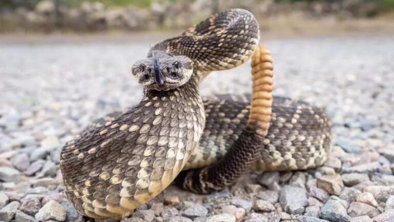 9 States That Are Hotspots For Rattlesnakes