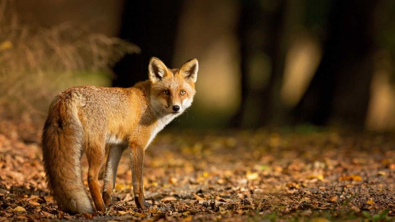 9 States Where Foxes Are Commonly Seen