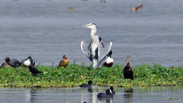 9 Top Low-Maintenance Pet Bird Species