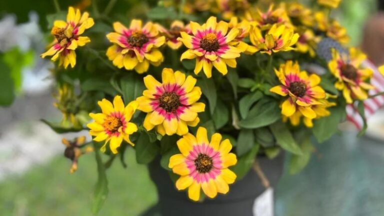 9 Tricks to Make Zinnias Bushier and Flowerful