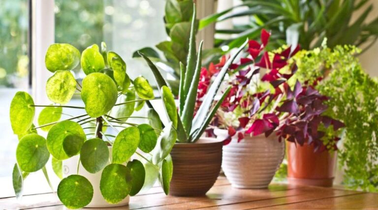 9 of the Easiest Houseplants That Anyone Can Grow