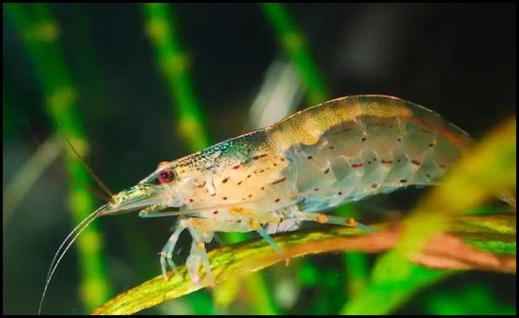 Amano Shrimp