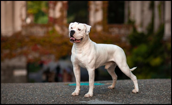 American Bulldog