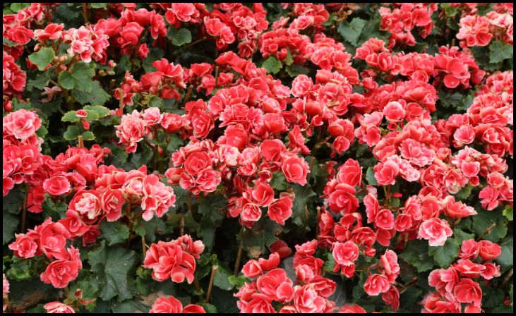 Begonia