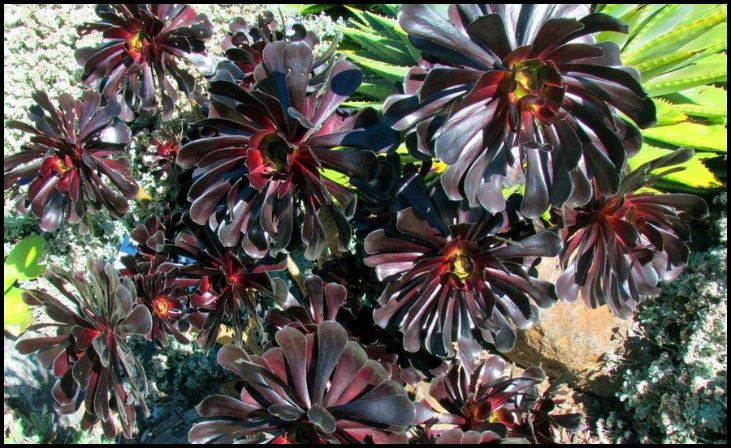 Black Rose Aeonium