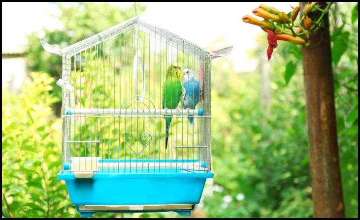 Budgerigar (Budgie/Parakeet)