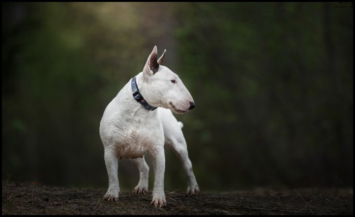 Bull Terrier