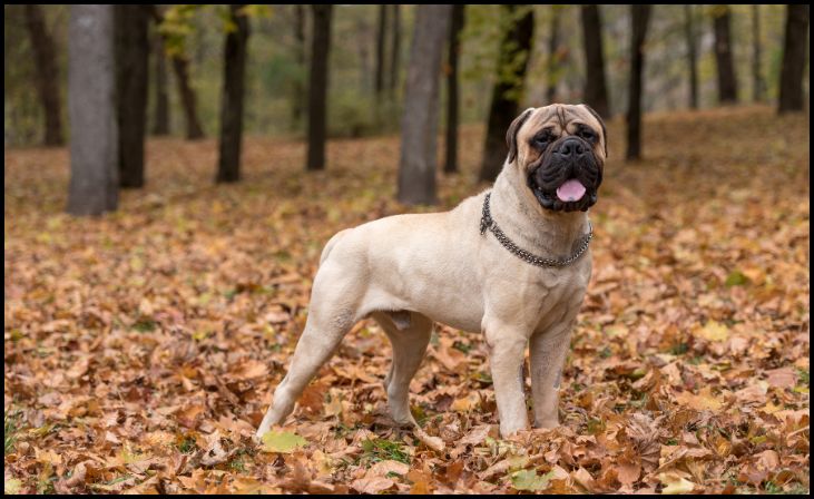 Bullmastiff