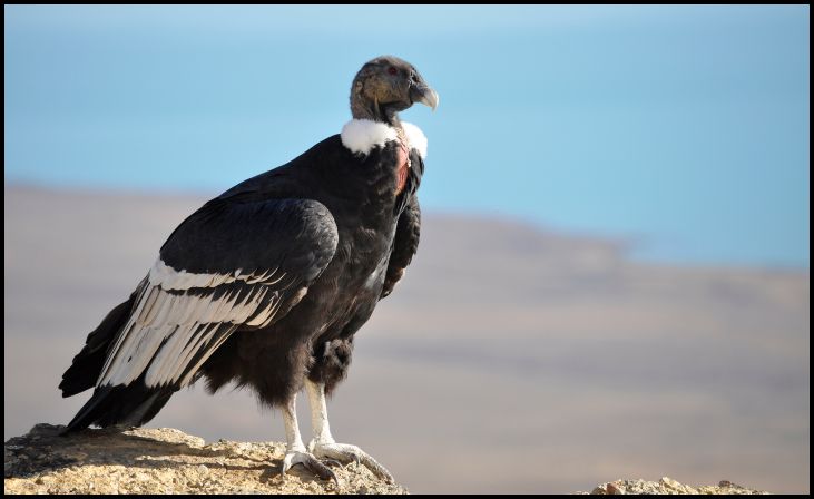 California Condor