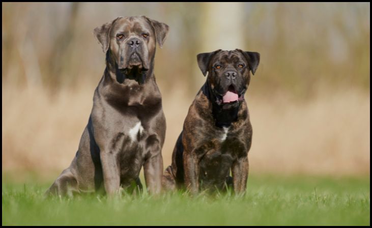 Cane Corso