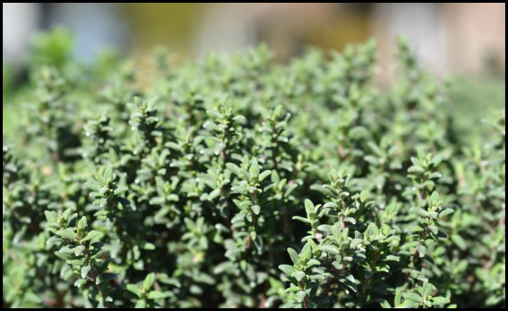 Caring for Thyme and Peonies