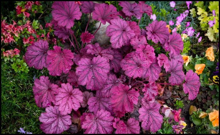 Coralbells (Heuchera)