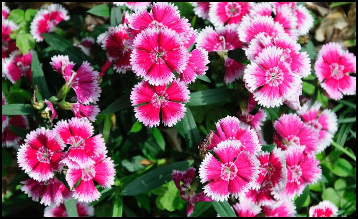 Dianthus