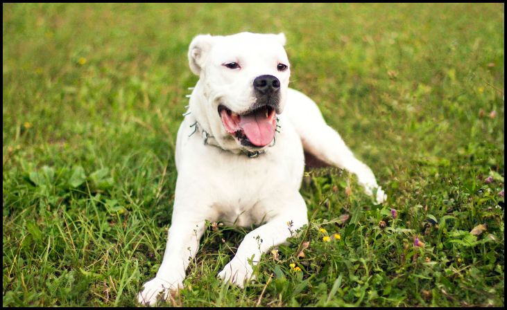 Dogo Argentino