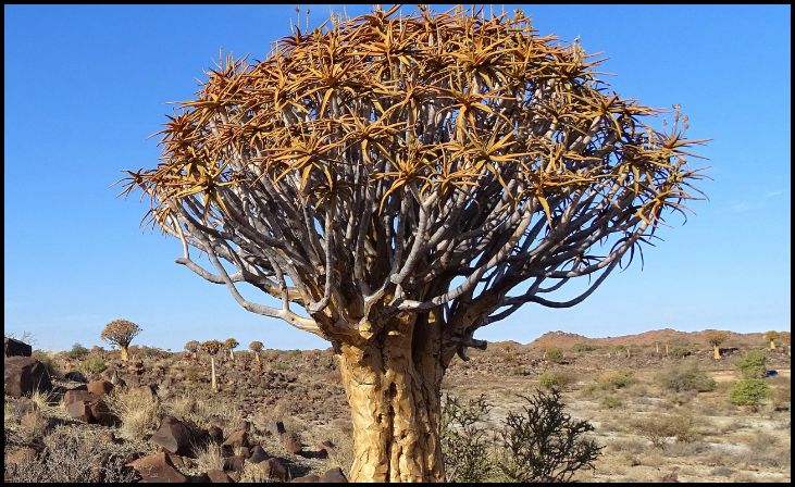 Giant Quiver Tree (Aloidendron pillansii)