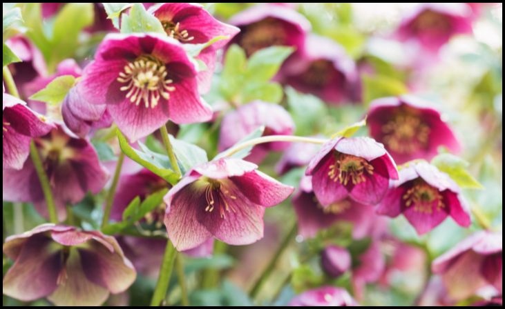 Hellebores