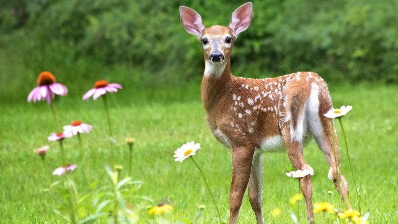 How to Attract Deer: 9 Easy-to-Follow Methods