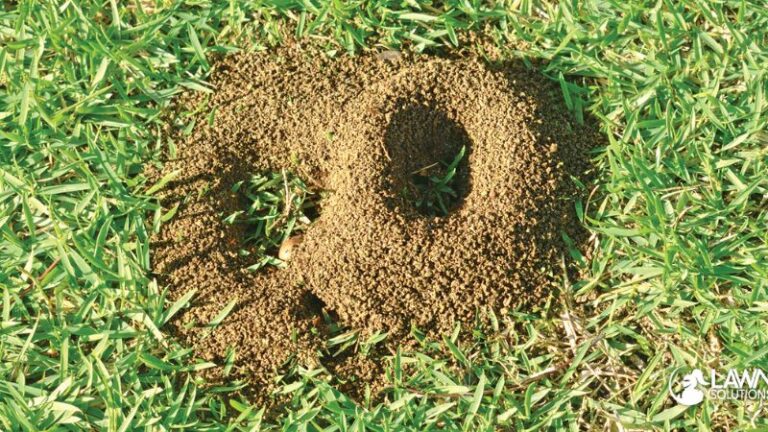 How to Get Rid of Massive Ant Hills in Your Yard