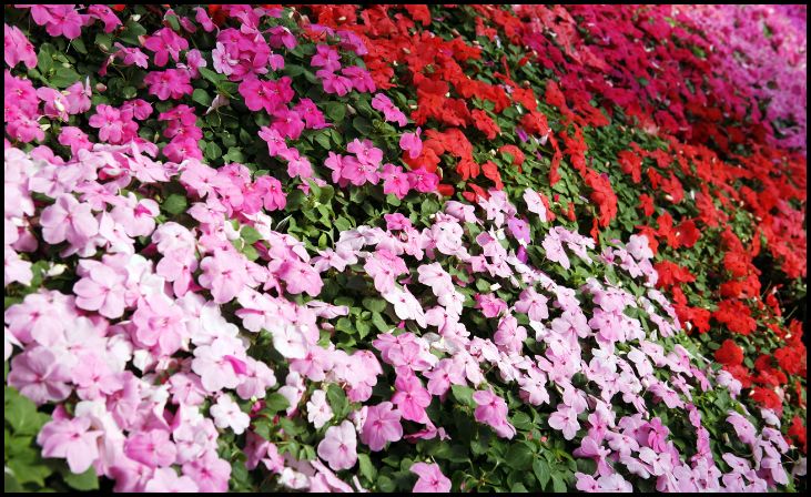 Impatiens