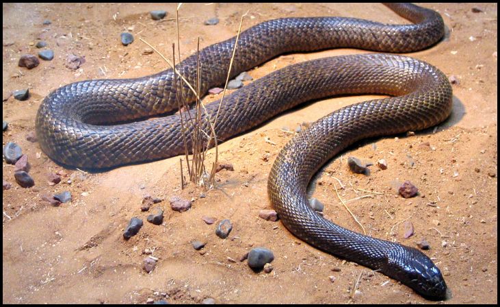 Inland Taipan