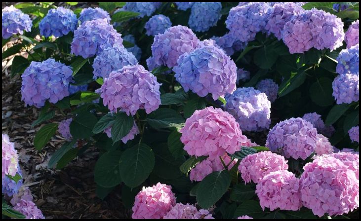 Classic Mophead Hydrangeas