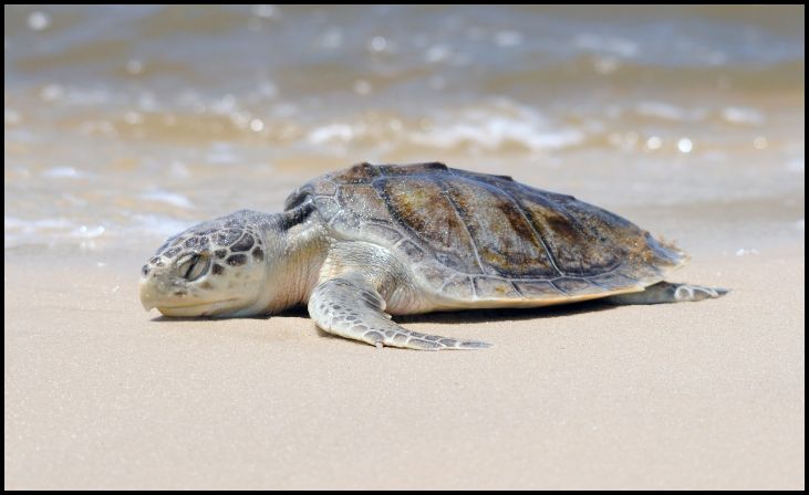 Kemp's Ridley Sea Turtle