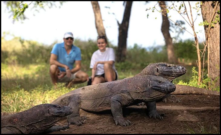 Komodo Dragon Named "Komodo King"