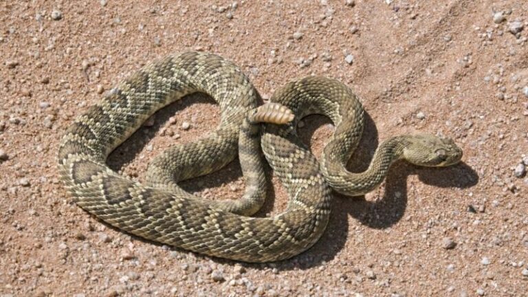 Largest Mojave Rattlesnake Ever Recorded