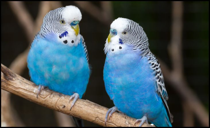 Lineolated Parakeet (Linnie)