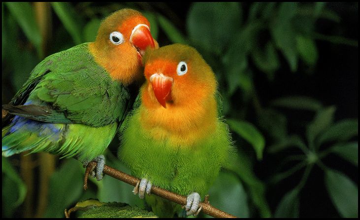 Lovebird