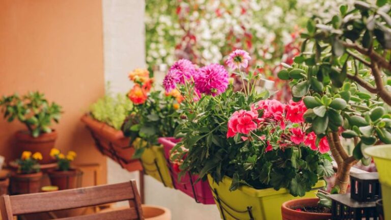 Low Maintenance Plants For A Picturesque Balcony