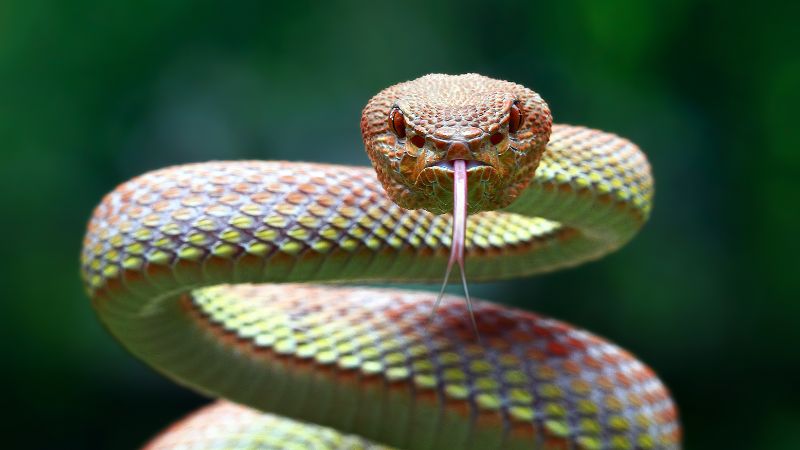 Meet America’s 7 Biggest Snakes: Giants of the Wild