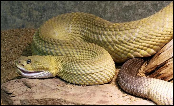 Mexican West Coast Rattlesnake