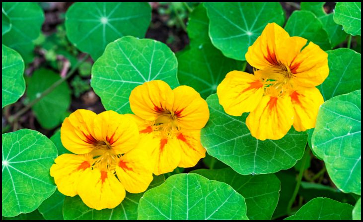 Nasturtium